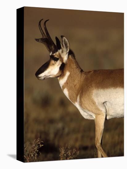 Pronghorn Antelope in Grand Teton National Park, Wyoming, USA-Diane Johnson-Premier Image Canvas