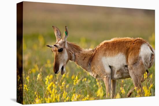 Pronghorn Antelope in the National Bison Range, Montana-James White-Premier Image Canvas