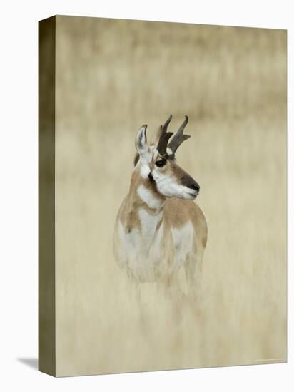 Pronghorn Antelope, Male, Yellowstone National Park, Wyoming, USA-Rolf Nussbaumer-Premier Image Canvas