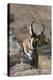 Pronghorn Antelope-Ken Archer-Premier Image Canvas