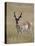 Pronghorn (Antilocapra Americana) Buck, Custer State Park, South Dakota, USA-James Hager-Premier Image Canvas