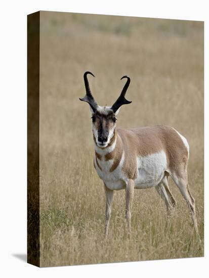 Pronghorn (Antilocapra Americana) Buck, Custer State Park, South Dakota, USA-James Hager-Premier Image Canvas