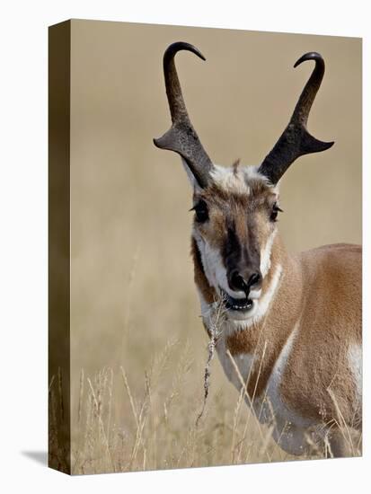 Pronghorn (Antilocapra Americana) Buck Eating, Custer State Park, South Dakota, USA-James Hager-Premier Image Canvas