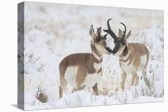 Pronghorn buck courting doe during autumn storm-Ken Archer-Premier Image Canvas