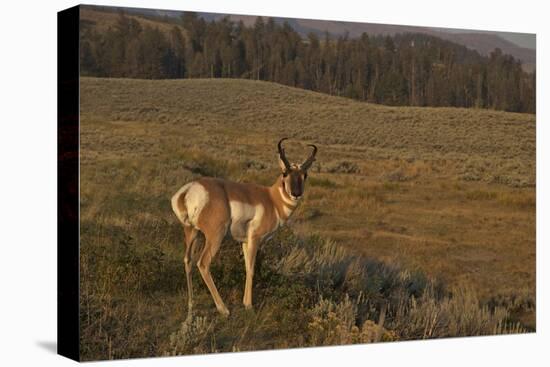 Pronghorn Buck, Lamar Valley, Yellowstone Nat'l Pk, UNESCO Site, Wyoming, USA-Peter Barritt-Premier Image Canvas