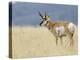 Pronghorn Standing in Grass, Yellowstone National Park, Wyoming, USA-Rolf Nussbaumer-Premier Image Canvas