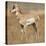 Pronghorn Young Buck-Joe McDonald-Premier Image Canvas