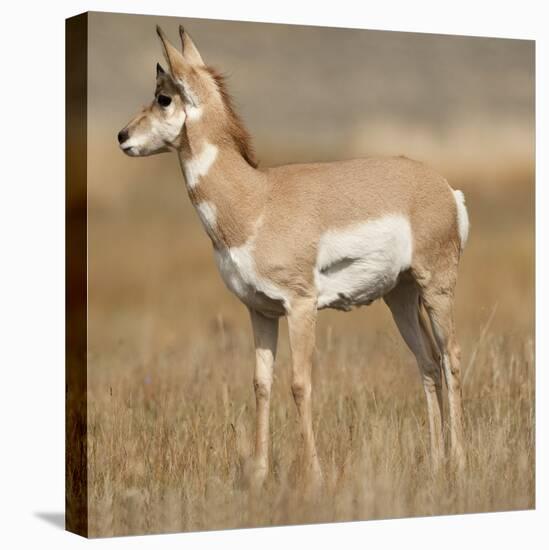 Pronghorn Young Buck-Joe McDonald-Premier Image Canvas