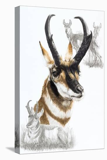 Pronghorn-Barbara Keith-Premier Image Canvas