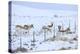 Pronghorns (Antilocapra Americana) Crawling under Fence in Snow During Migration-Gerrit Vyn-Premier Image Canvas