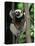 Propithecus Sifaka Lemur, Madagascar-Connie Bransilver-Premier Image Canvas