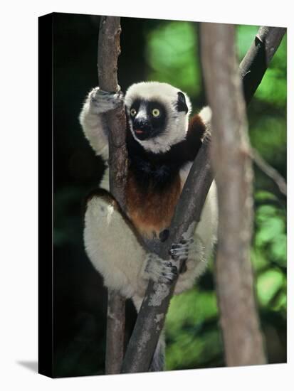 Propithecus Sifaka Lemur, Madagascar-Connie Bransilver-Premier Image Canvas