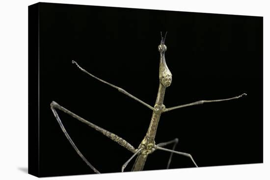 Proscopia Luceomaculata (Stick Grasshopper)-Paul Starosta-Premier Image Canvas
