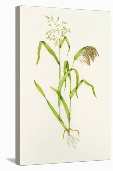 Proso Millet (Panicum Miliaceum), Artwork-Lizzie Harper-Premier Image Canvas