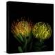 Protea 7-Magda Indigo-Premier Image Canvas