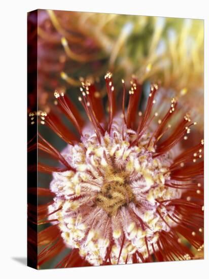 Protea Flower, Maui, Hawaii, USA-Darrell Gulin-Premier Image Canvas