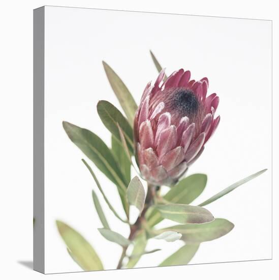 Protea Focus-Assaf Frank-Stretched Canvas