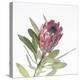 Protea Focus-Assaf Frank-Stretched Canvas