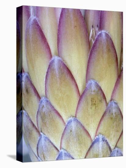 Protea, Maui, Hawaii, USA-Darrell Gulin-Premier Image Canvas