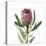 Protea Portrait Focus-Assaf Frank-Stretched Canvas