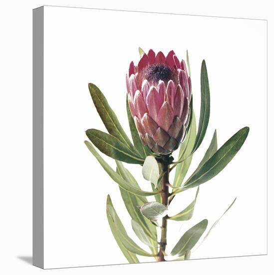 Protea Portrait Focus-Assaf Frank-Stretched Canvas