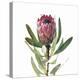 Protea Portrait Focus-Assaf Frank-Stretched Canvas