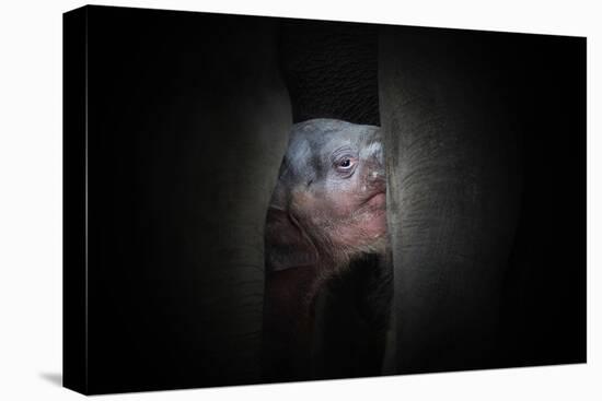 Protected-Antje Wenner-Premier Image Canvas