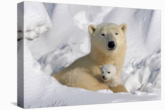 Protective Mother and Cub-Howard Ruby-Premier Image Canvas