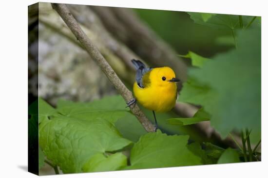 Prothonotary Warbler (Prothonotary citrea) flying-Larry Ditto-Premier Image Canvas