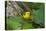 Prothonotary Warbler (Prothonotary citrea) flying-Larry Ditto-Premier Image Canvas