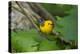 Prothonotary Warbler (Prothonotary citrea) flying-Larry Ditto-Premier Image Canvas