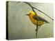 Prothonotary Warbler-Chris Vest-Stretched Canvas