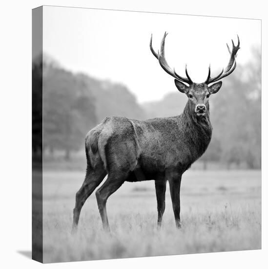 Proud Deer-null-Premier Image Canvas