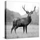 Proud Deer-null-Premier Image Canvas