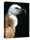 Proud Griffin-Herbert Kehrer-Premier Image Canvas