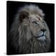 Proud Lion-Louise Wolbers-Stretched Canvas