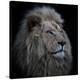 Proud Lion-Louise Wolbers-Stretched Canvas