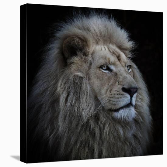 Proud Lion-Louise Wolbers-Premier Image Canvas