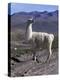 Proud Llama Stands Tall in the Chilean Altiplano, Chile-Lin Alder-Premier Image Canvas