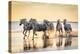 Provence-Alpes-Cote d'Azur, France. Camargue horses running through water at sunrise.-Emily Wilson-Premier Image Canvas