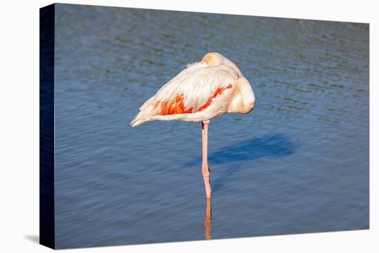 Provence-Alpes-Cote d'Azur, France. Flamingos at the Ornithological Park of Pont de Gau.-Emily Wilson-Premier Image Canvas