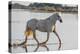 Provence-Alpes-Cote d'Azur, France. Horse running through the marshes of the Camargue.-Emily Wilson-Premier Image Canvas