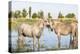 Provence-Alpes-Cote d'Azur, France. Horses in the marshes of the Camargue.-Emily Wilson-Premier Image Canvas