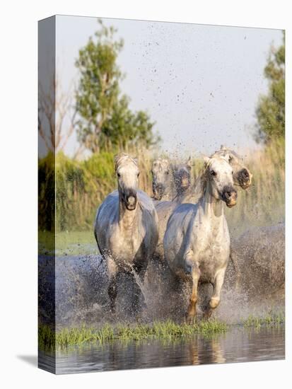 Provence-Alpes-Cote d'Azur, France. Horses running through the marshes in the Camargue.-Emily Wilson-Premier Image Canvas