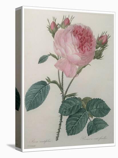Provence or Cabbage Rose-Pierre-Joseph Redoute-Stretched Canvas