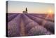 Provence, Valensole Plateau-Francesco Riccardo Iacomino-Premier Image Canvas