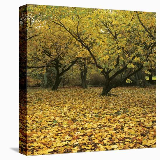 Prunus-Bent Rej-Stretched Canvas