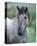 Przewalski's wild horse (Equus przewalskii gemini)-null-Stretched Canvas