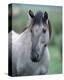 Przewalski's wild horse (Equus przewalskii gemini)-null-Stretched Canvas
