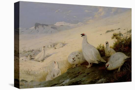 Ptarmigan, 1903-Archibald Thorburn-Premier Image Canvas